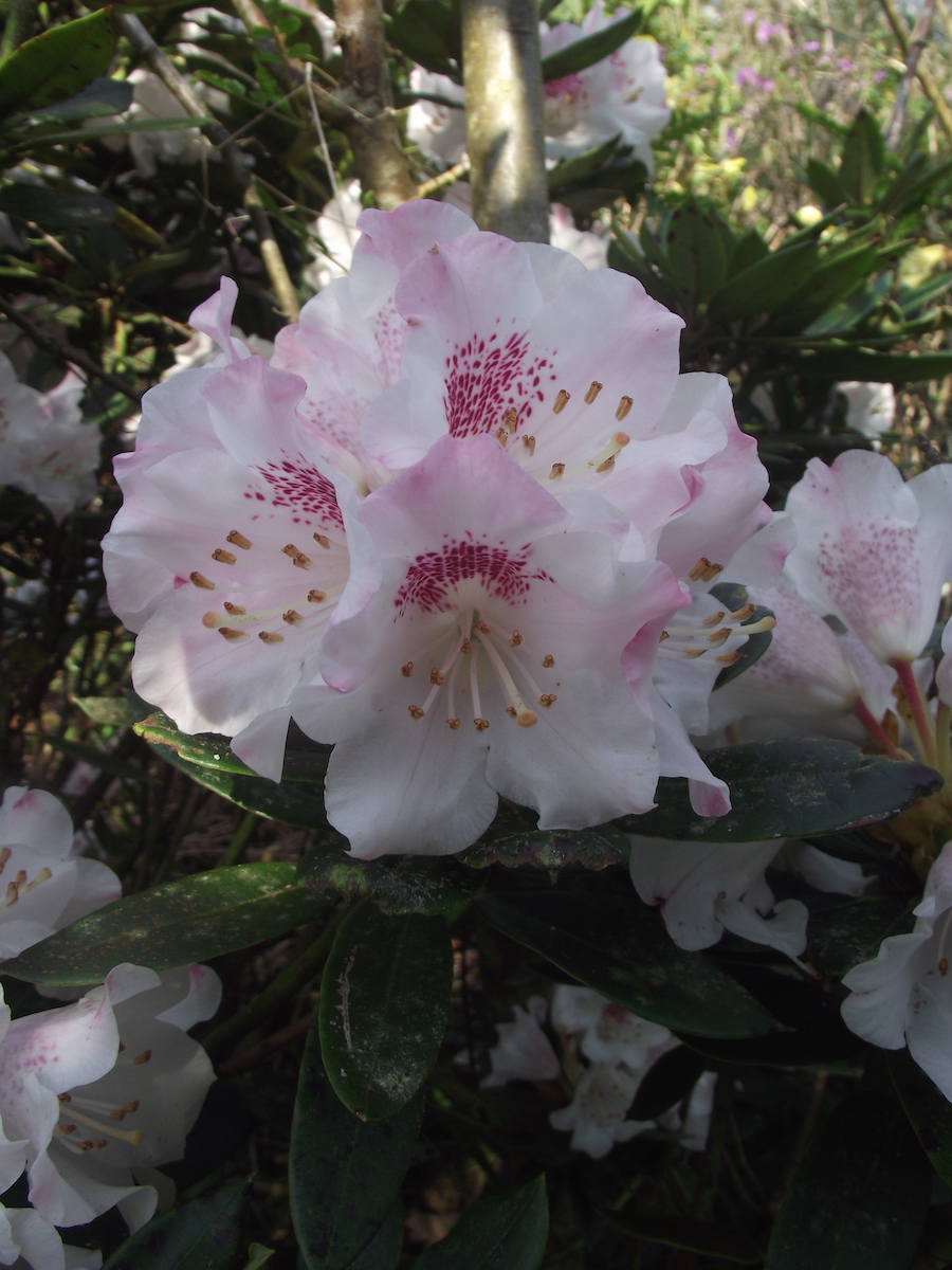 R. pseudochrysanthum